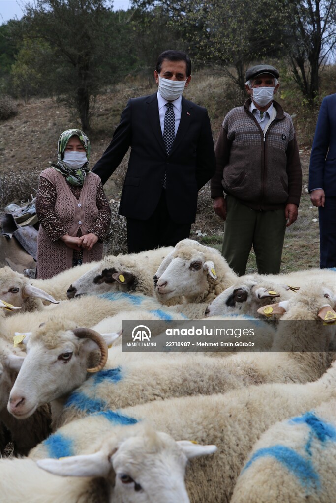 Koyunları kurt saldırısında telef olan aileyi, Bakan Pakdemirli sevindirdi