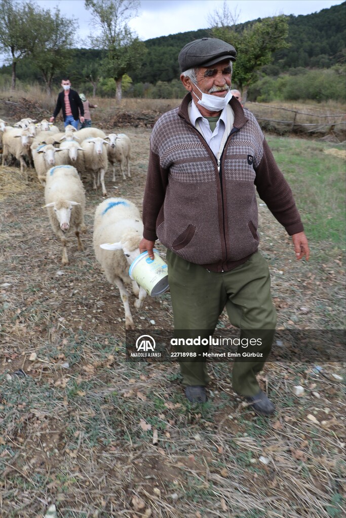 Koyunları kurt saldırısında telef olan aileyi, Bakan Pakdemirli sevindirdi