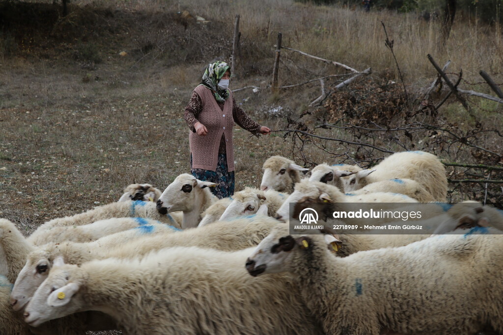 Koyunları kurt saldırısında telef olan aileyi, Bakan Pakdemirli sevindirdi