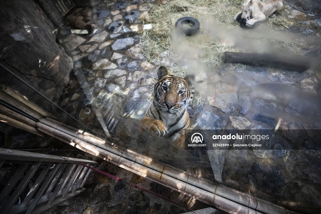 Friendship of bengal tiger and white lion in Istanbul