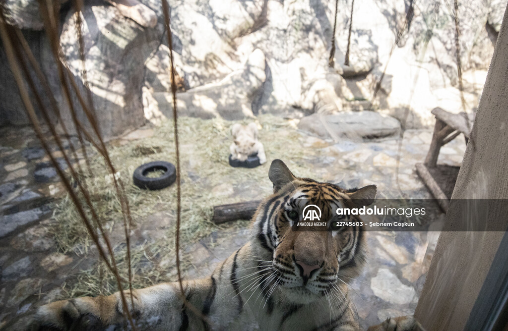Friendship of bengal tiger and white lion in Istanbul