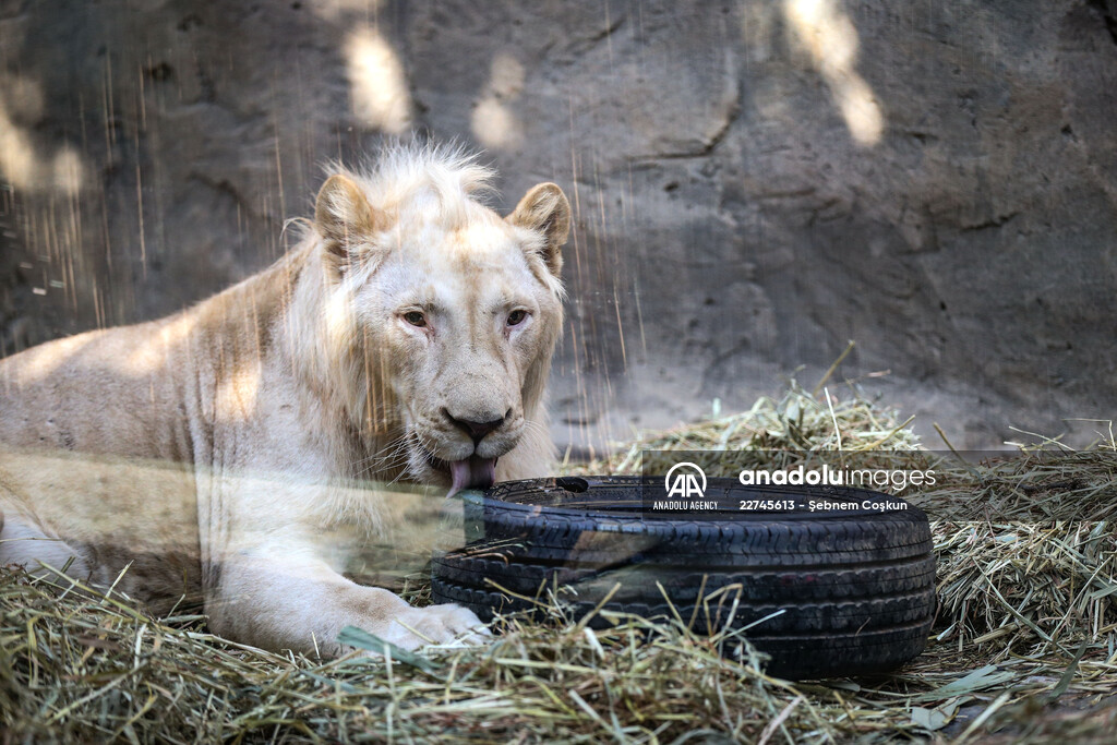 Friendship of bengal tiger and white lion in Istanbul