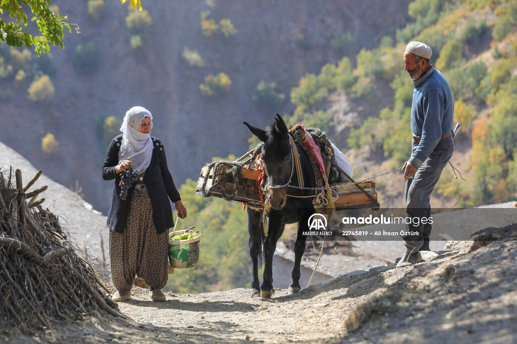 Grape molasses production with traditional method