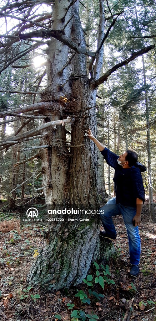 Bolu'da aynı kökte birbirlerine sarılı çam ve köknar ağaçları görenleri şaşırtıyor