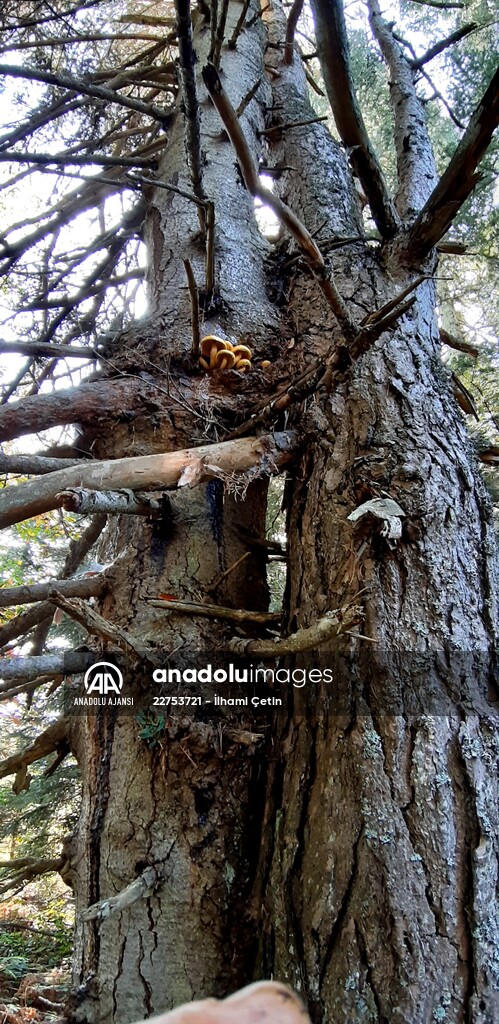 Bolu'da aynı kökte birbirlerine sarılı çam ve köknar ağaçları görenleri şaşırtıyor
