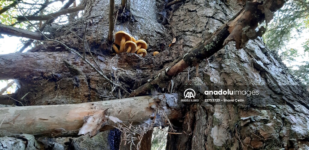 Bolu'da aynı kökte birbirlerine sarılı çam ve köknar ağaçları görenleri şaşırtıyor