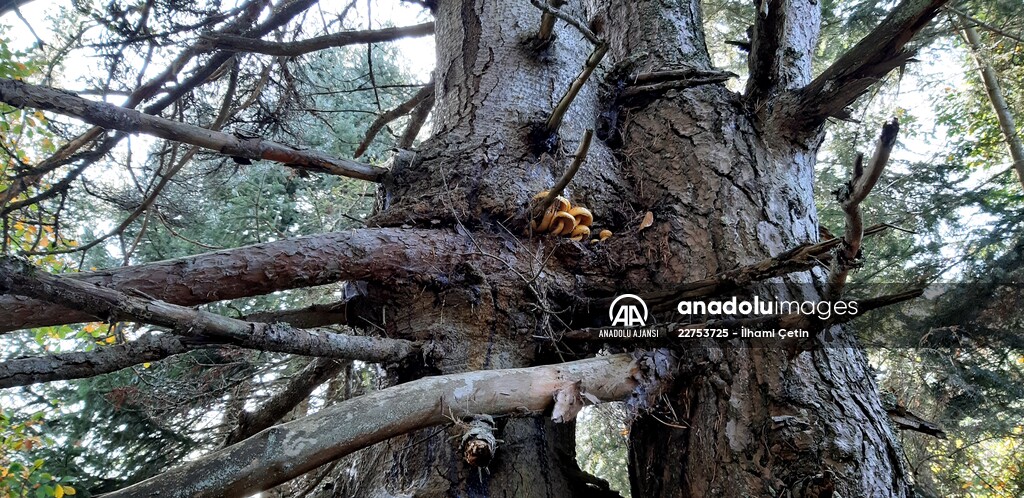 Bolu'da aynı kökte birbirlerine sarılı çam ve köknar ağaçları görenleri şaşırtıyor