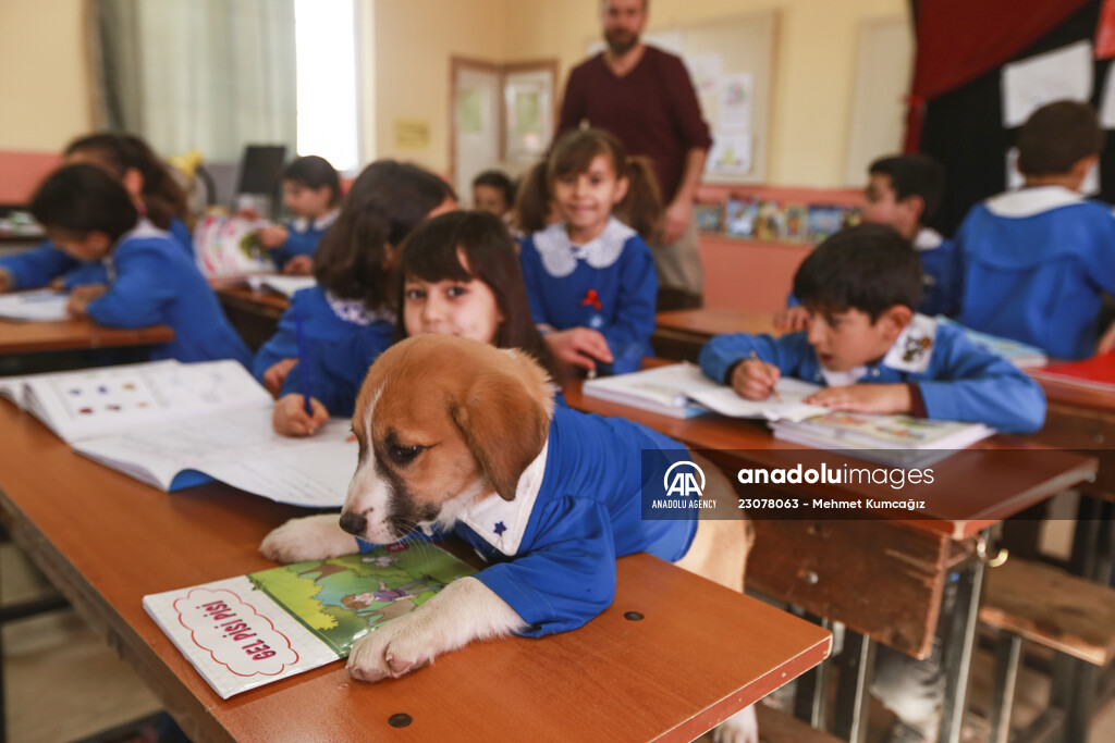 School's mascot dog Findik in Turkey's Tokat