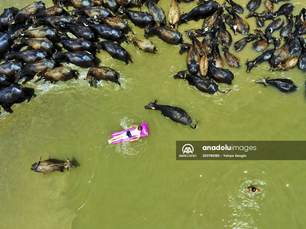 Water buffaloes cooling in the river