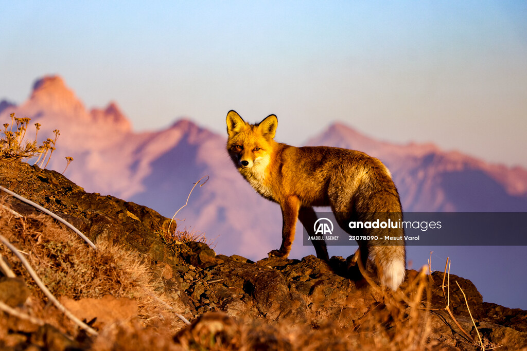 Hungry fox searching for food in Turkey's Hakkari