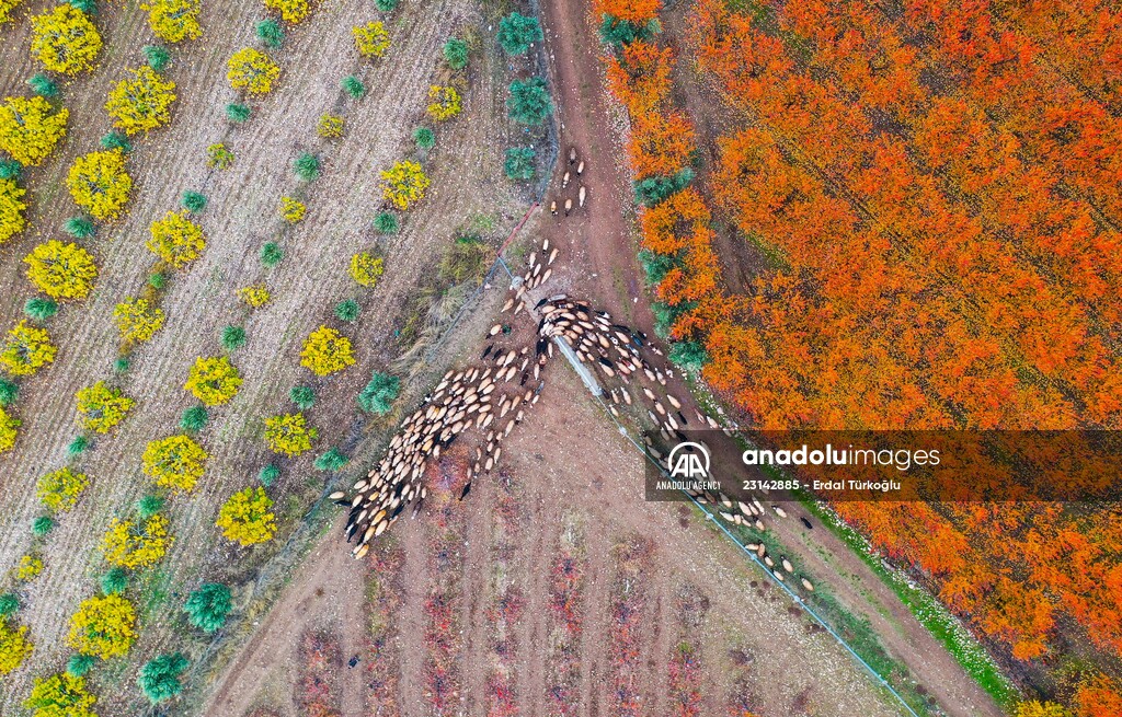 Fruit fields on Amanos Mountains