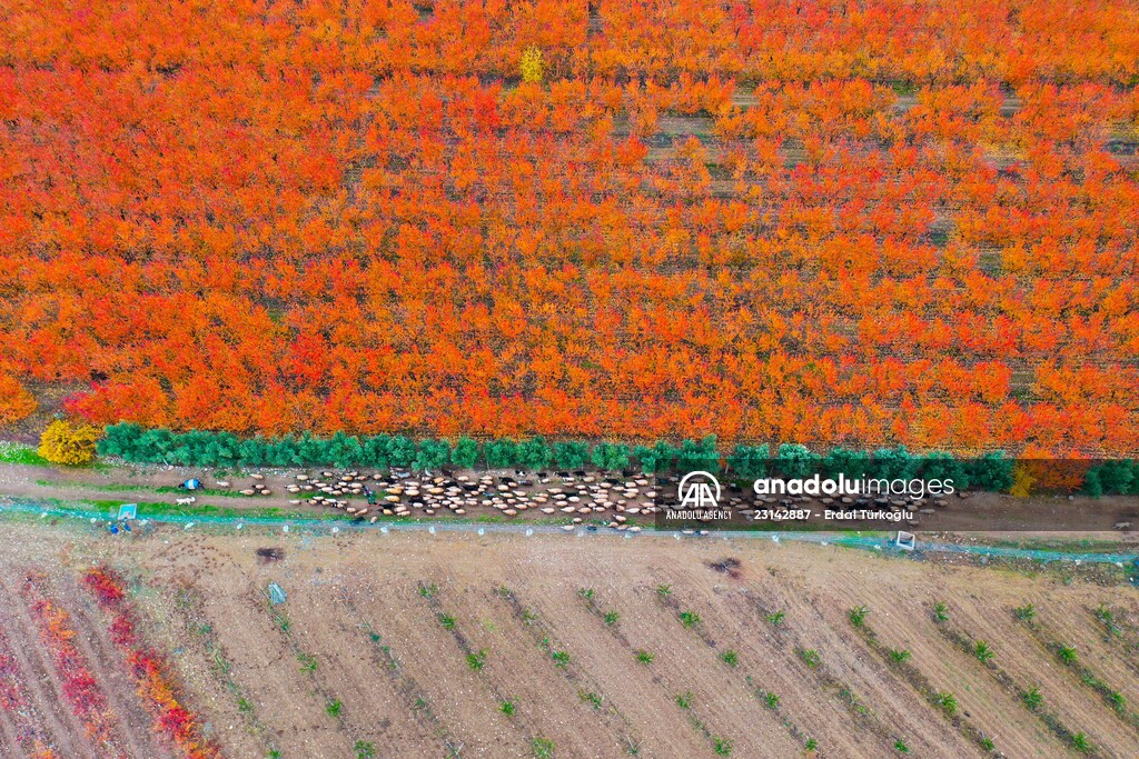 Fruit fields on Amanos Mountains