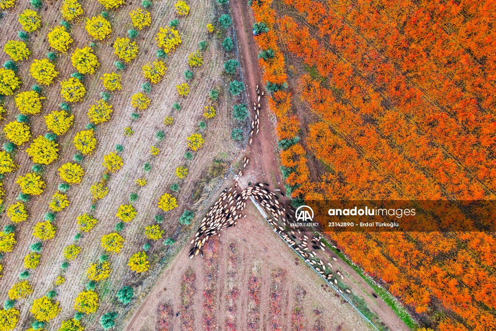 Fruit fields on Amanos Mountains
