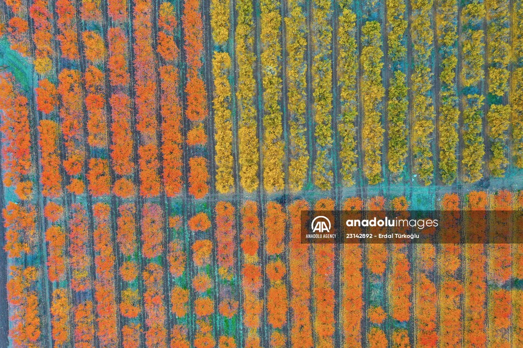 Fruit fields on Amanos Mountains