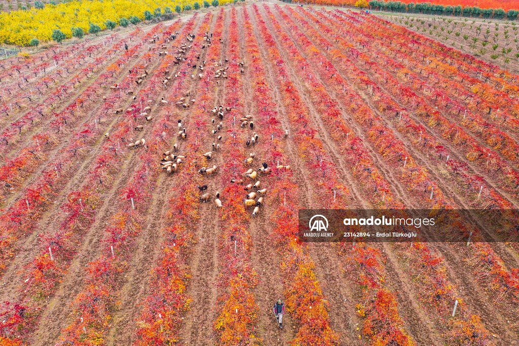 Fruit fields on Amanos Mountains