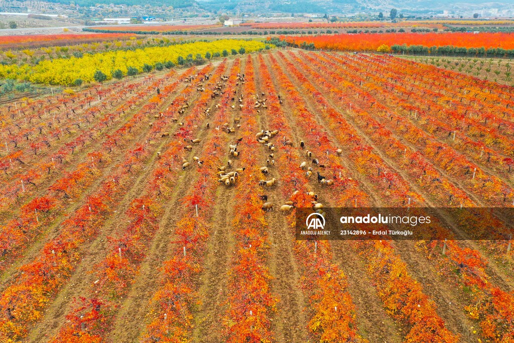 Fruit fields on Amanos Mountains