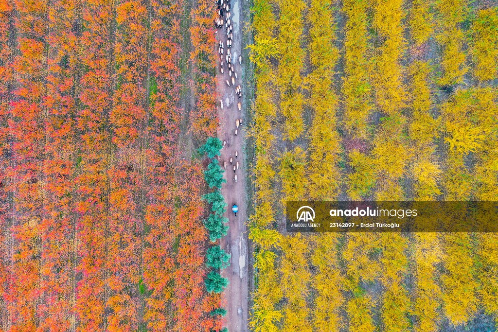 Fruit fields on Amanos Mountains