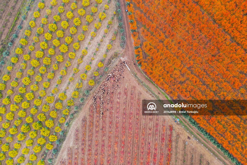 Fruit fields on Amanos Mountains