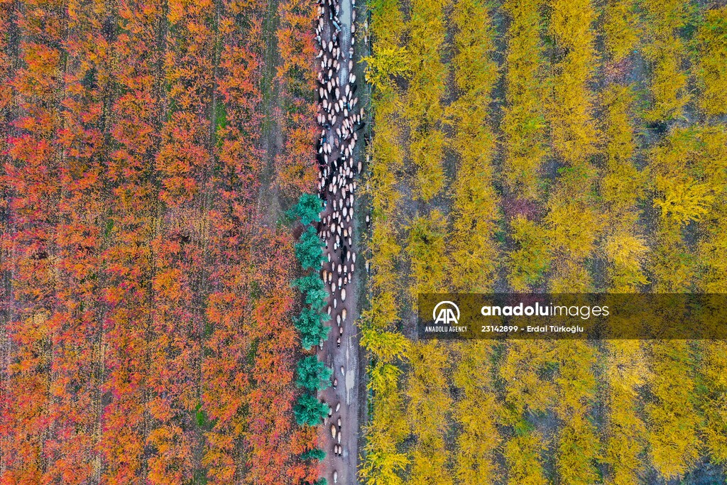 Fruit fields on Amanos Mountains