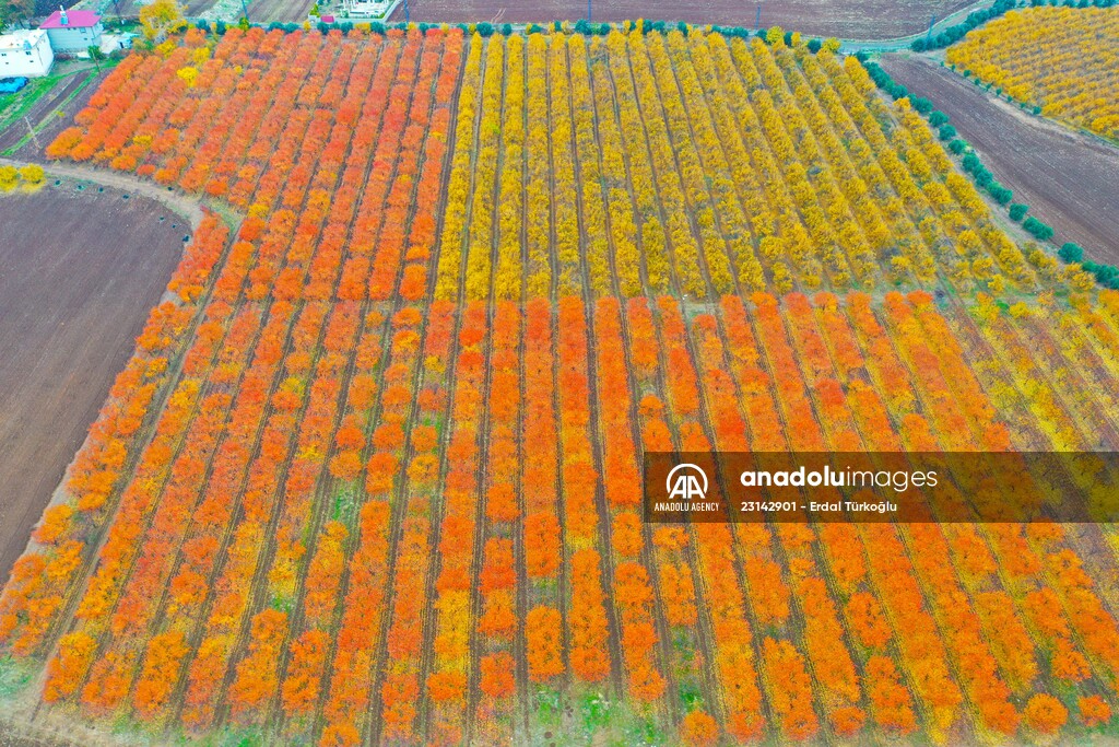 Fruit fields on Amanos Mountains