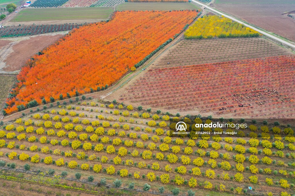 Fruit fields on Amanos Mountains