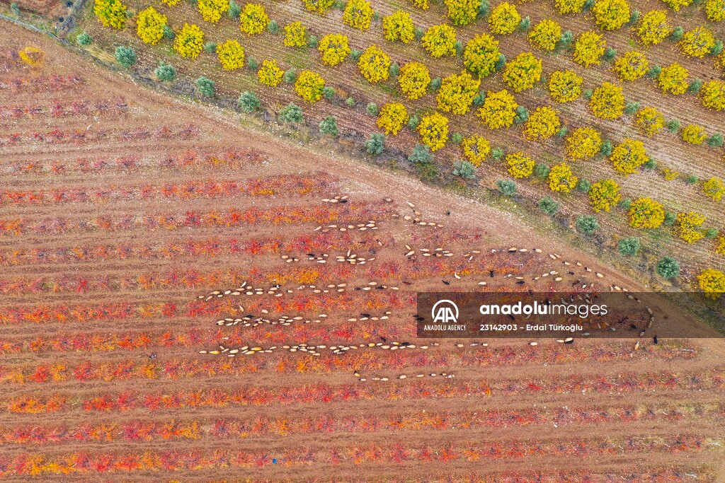 Fruit fields on Amanos Mountains