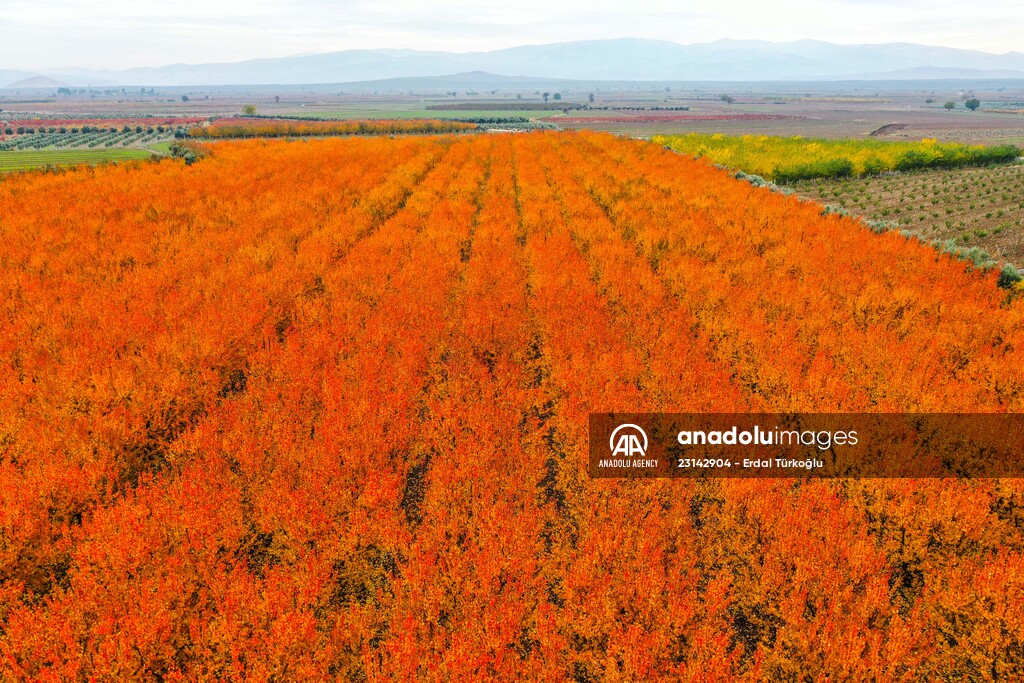 Fruit fields on Amanos Mountains