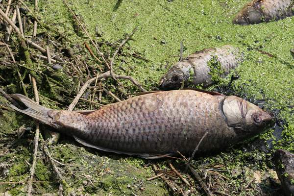 Göynük'te baraj gölündeki toplu balık ölümlerine ilişkin inceleme