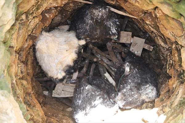 "Söğle peyniri" kuyularda lezzetleniyor