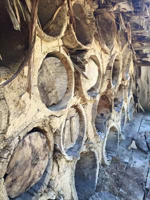 Antalya'daki tarihi Likya tipi arı serenleri yaşatılmaya çalışılıyor