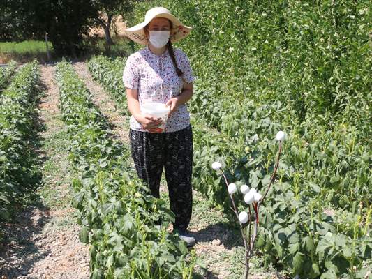 Köyünde "ata tohumları"ndan ürün yetiştiren genç ziraat mühendisi hayalini gerçekleştirdi