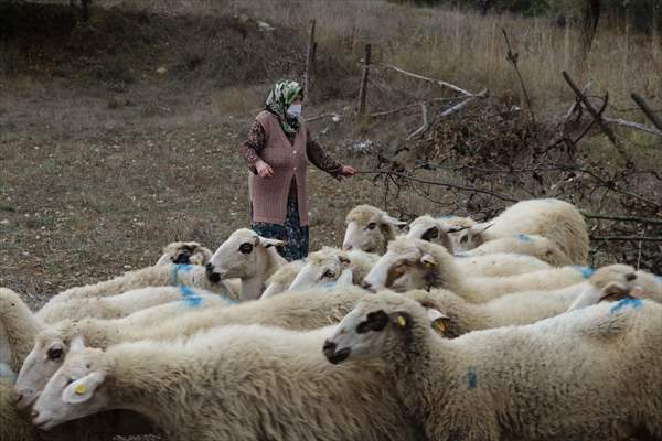 Koyunları kurt saldırısında telef olan aileyi, Bakan Pakdemirli sevindirdi
