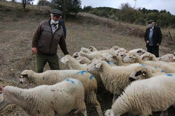 Koyunları kurt saldırısında telef olan aileyi, Bakan Pakdemirli sevindirdi