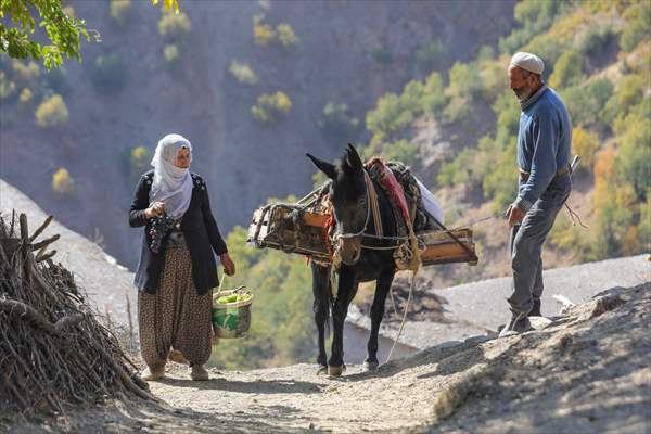 Grape molasses production with traditional method