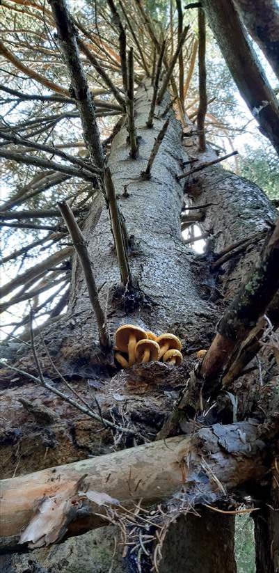 Bolu'da aynı kökte birbirlerine sarılı çam ve köknar ağaçları görenleri şaşırtıyor