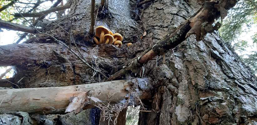 Bolu'da aynı kökte birbirlerine sarılı çam ve köknar ağaçları görenleri şaşırtıyor