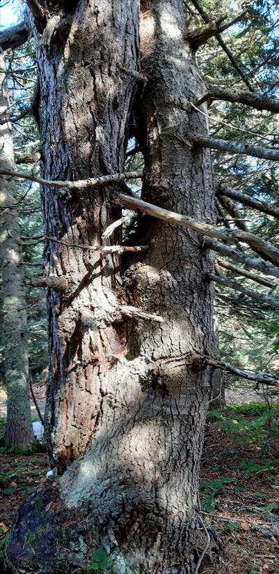 Bolu'da aynı kökte birbirlerine sarılı çam ve köknar ağaçları görenleri şaşırtıyor