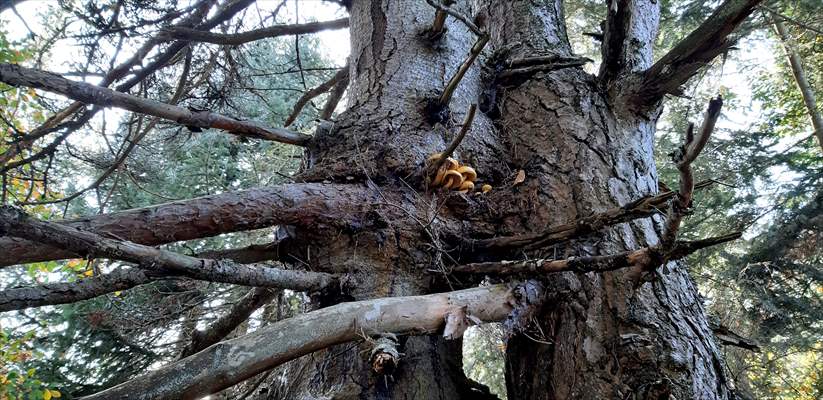 Bolu'da aynı kökte birbirlerine sarılı çam ve köknar ağaçları görenleri şaşırtıyor