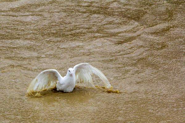 Rizal deluged by Typhoon Vamco in Philippines
