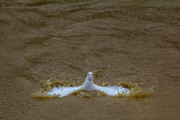 Rizal deluged by Typhoon Vamco in Philippines