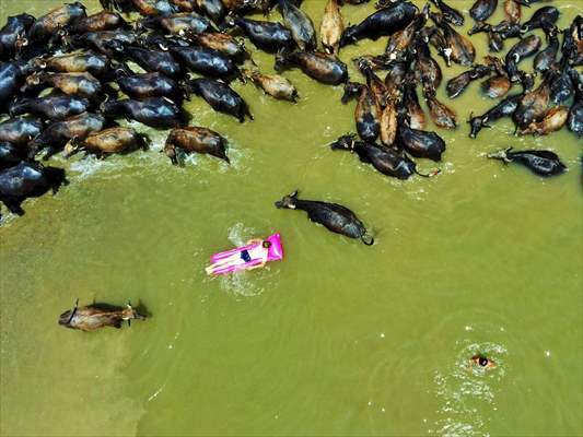 Water buffaloes cooling in the river