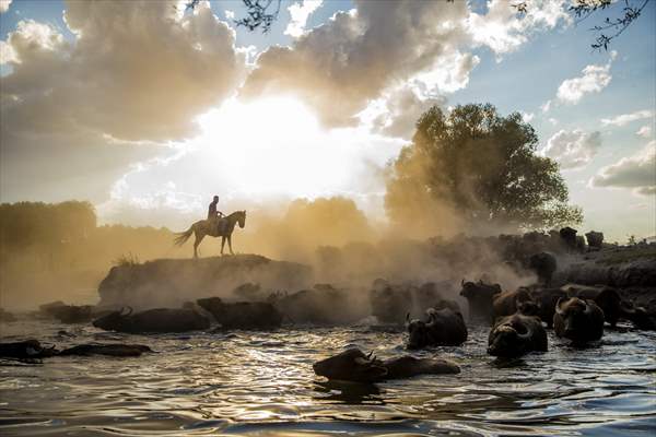 Water buffalos cool off at the end of the day in Kayseri