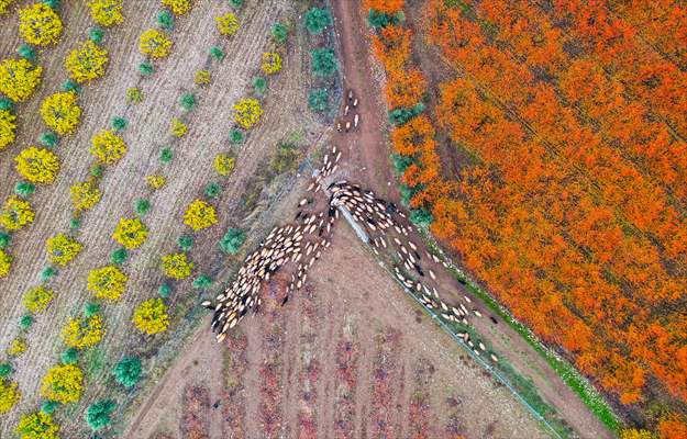 Fruit fields on Amanos Mountains