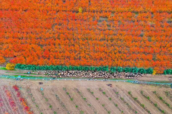Fruit fields on Amanos Mountains