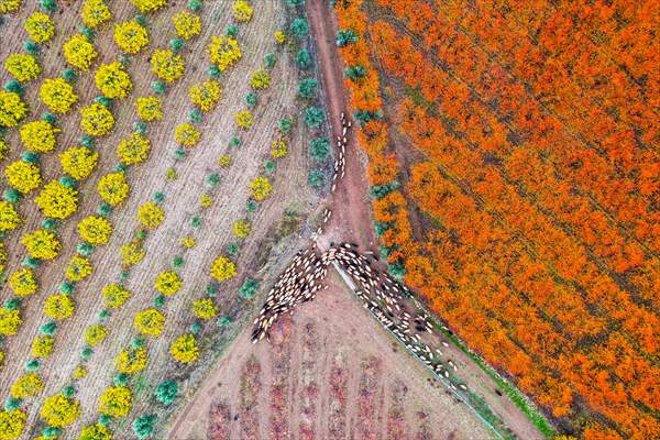 Fruit fields on Amanos Mountains