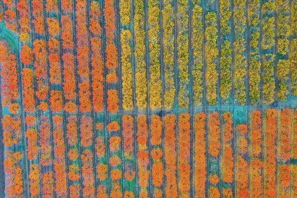 Fruit fields on Amanos Mountains