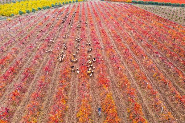 Fruit fields on Amanos Mountains