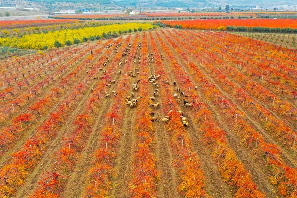 Fruit fields on Amanos Mountains