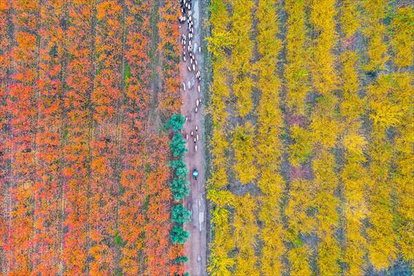 Fruit fields on Amanos Mountains