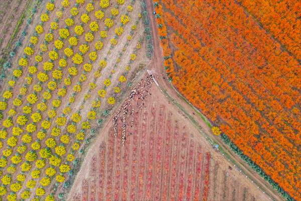 Fruit fields on Amanos Mountains